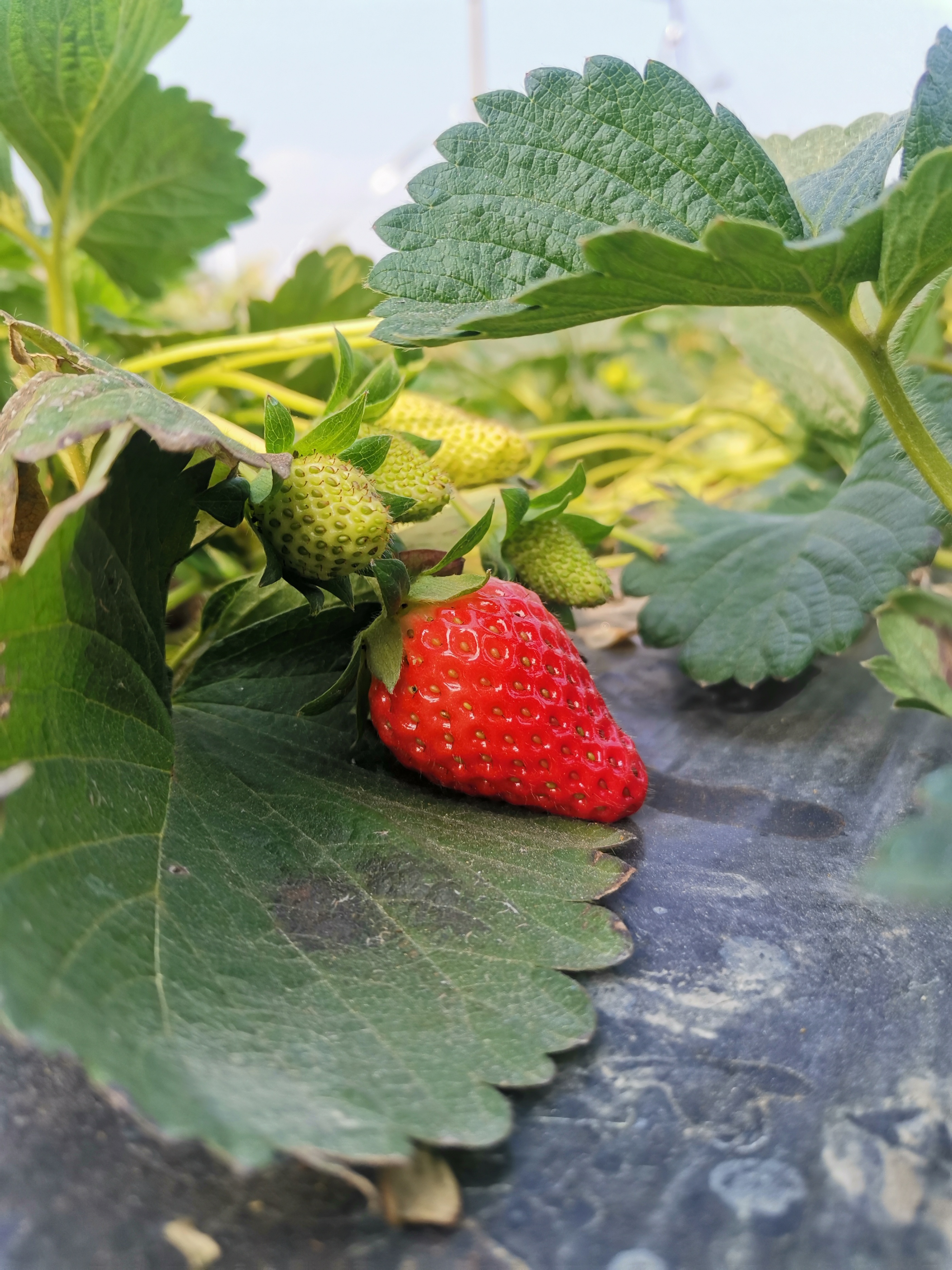 38妇女节文案高级,38妇女节文案女装