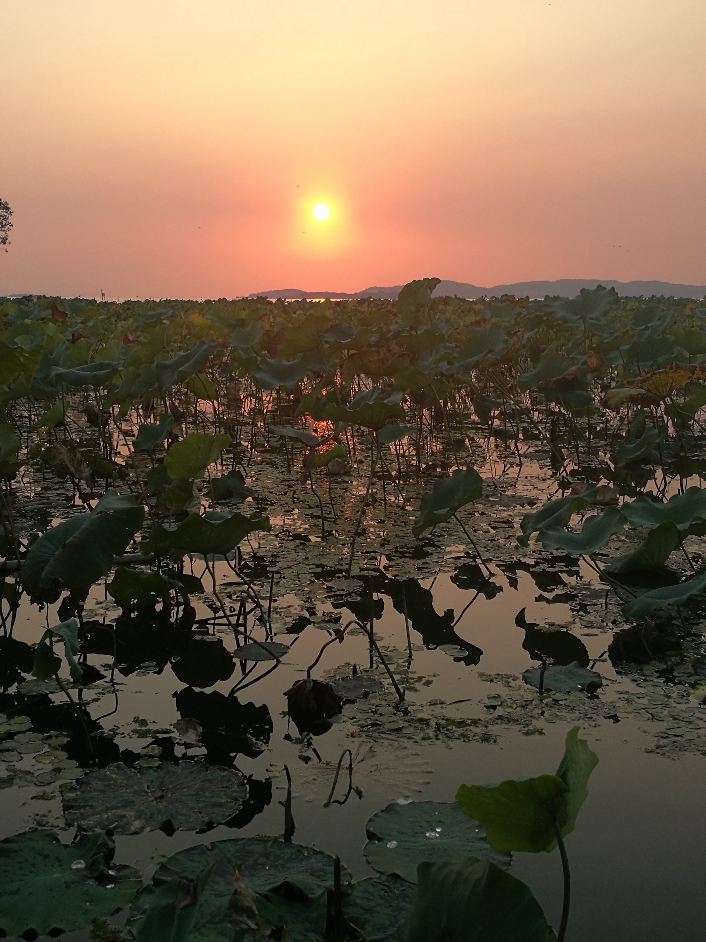 苏州东山农贸批发市场图,苏州东山轻轨