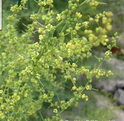 碱蓬俗称什么,植物碱蓬