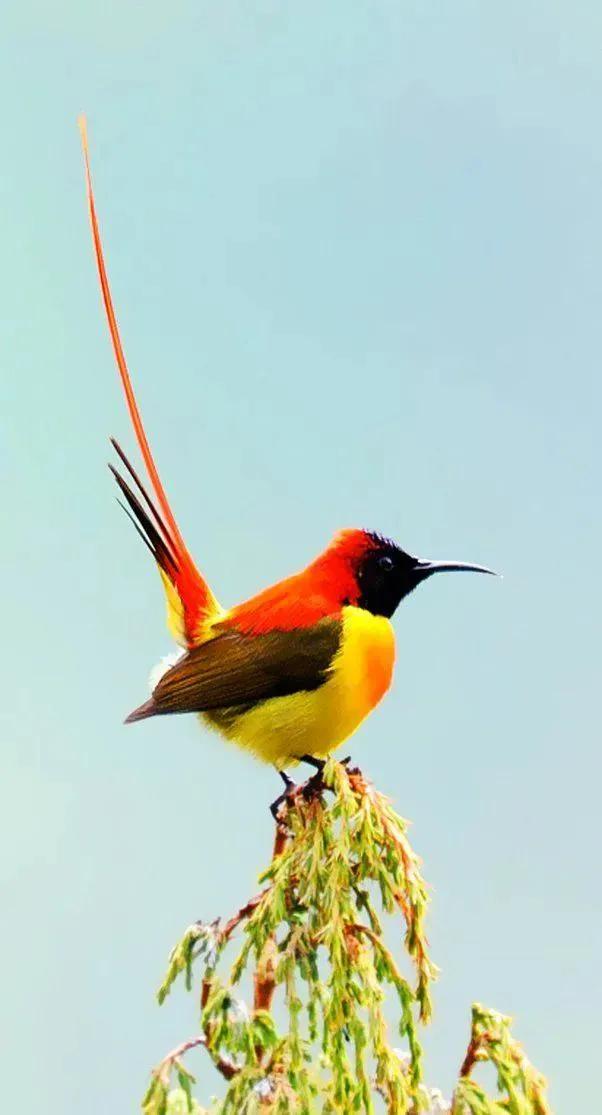 最美罕见的小鸟,全世界最罕见的小鸟