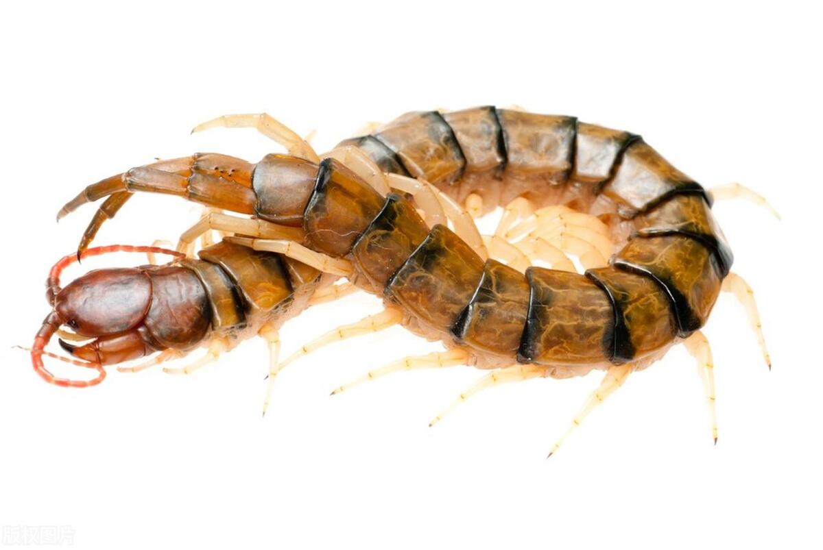 房间里有蜈蚣怎么灭,房间内驱除蜈蚣最有效方法