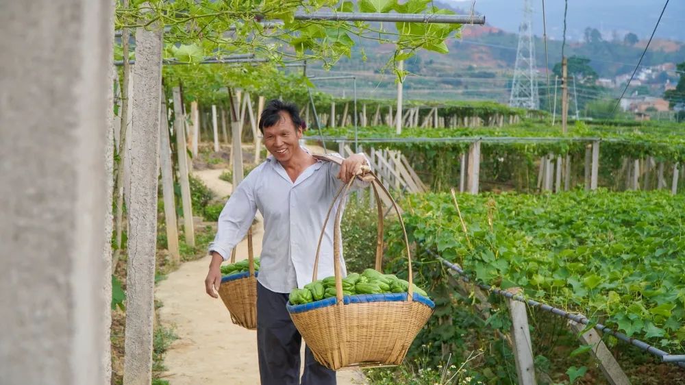 高产的佛手瓜,佛手瓜致富瓜图片