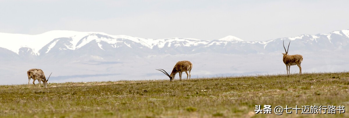 青海甘肃旅游地图全图详细,甘肃青甘环线攻略