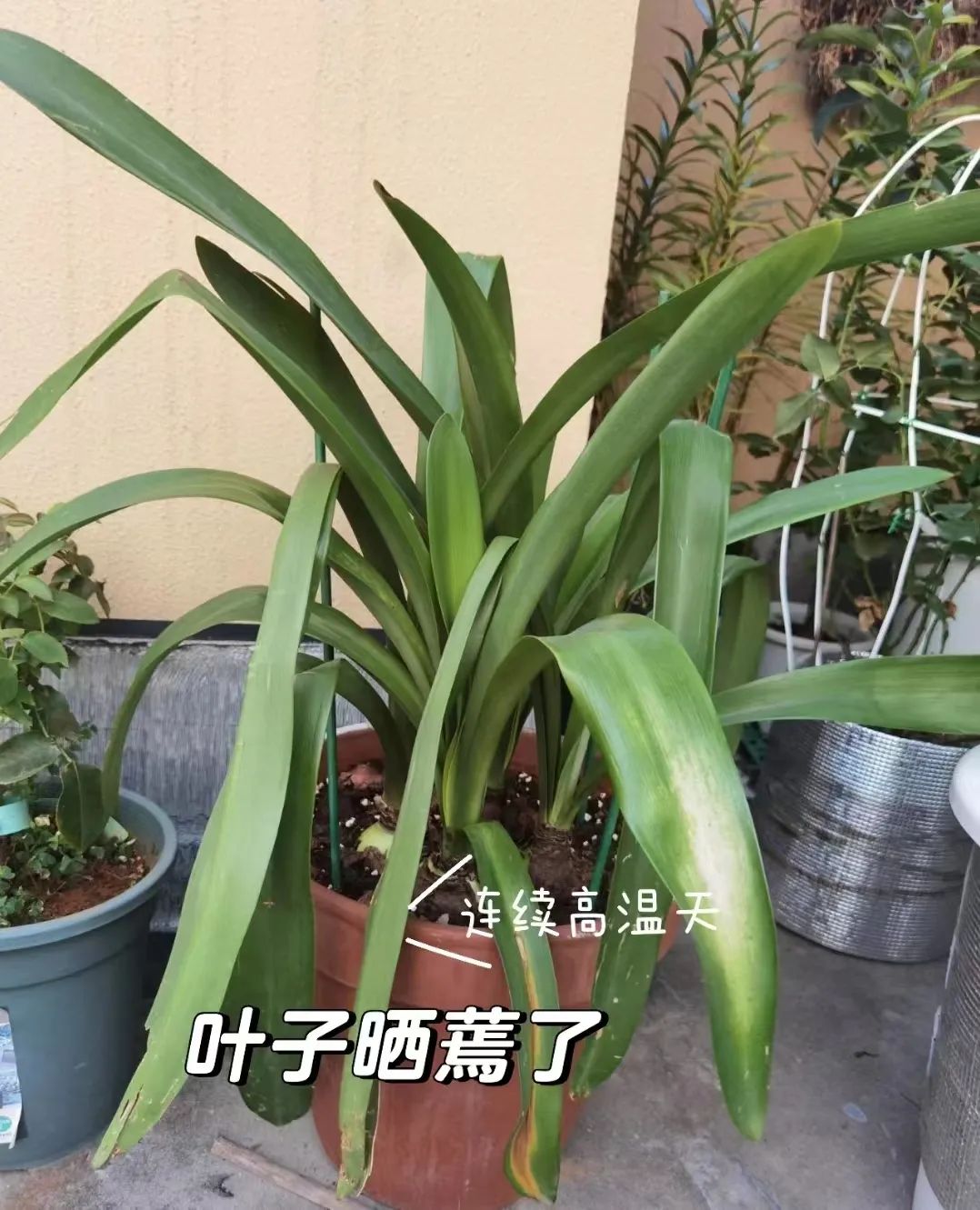 朱顶红花后如何修剪,朱顶红花换盆怎么管理