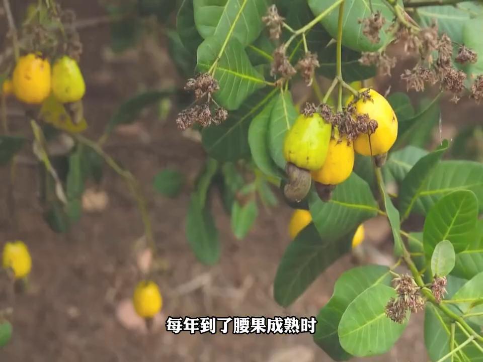 你吃的腰果原来是长这样的#抖音美食推荐官