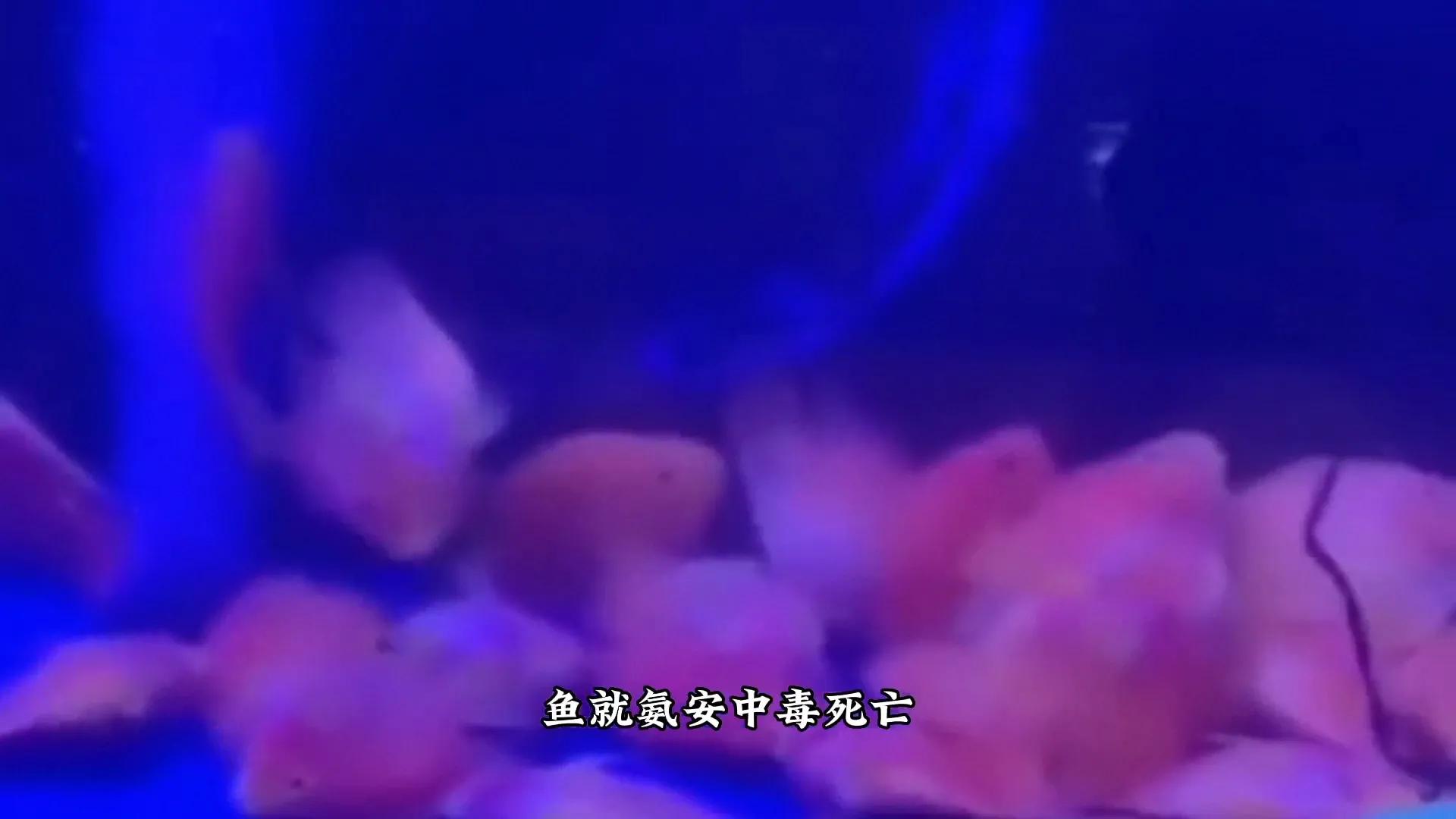 鱼缸水浑浊有腥臭味几天换一次水,鱼缸里的水特别腥正常吗