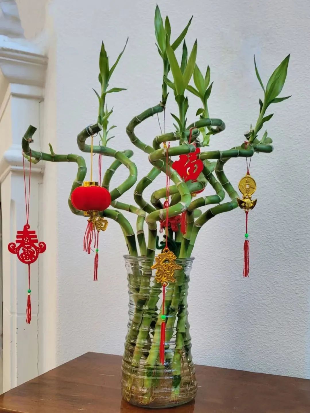 招财植物哪些最好养,家养招财的植物有哪些