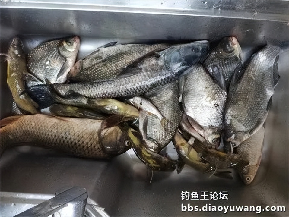钓鱼王王者风范，拿捏多鱼种轻松