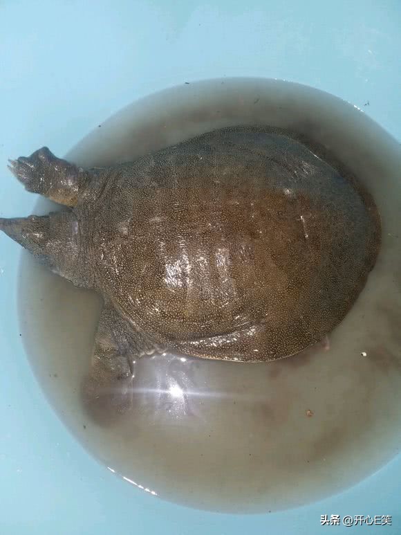 小伙在淤泥塘里面捉到大甲鱼,河里抓出大甲鱼