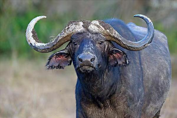 老虎可以单杀野牛，为什么两只狮子都很难搞定？狮子不如老虎？