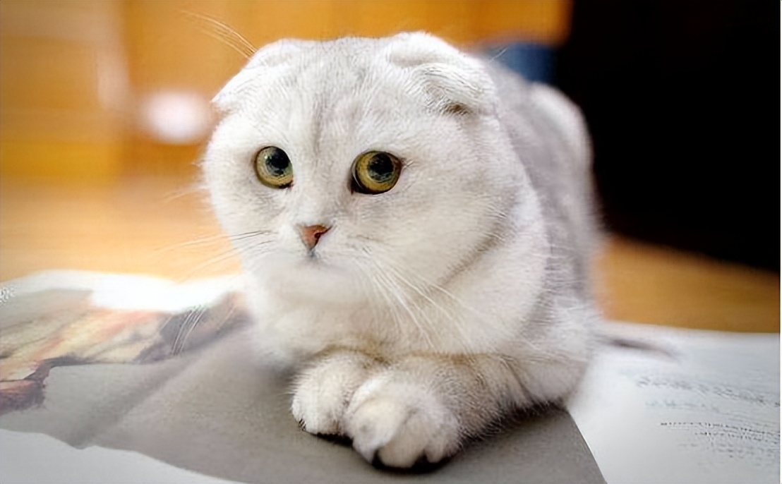 猫咪各品种什么价格,猫咪价格排行最便宜的是什么品种