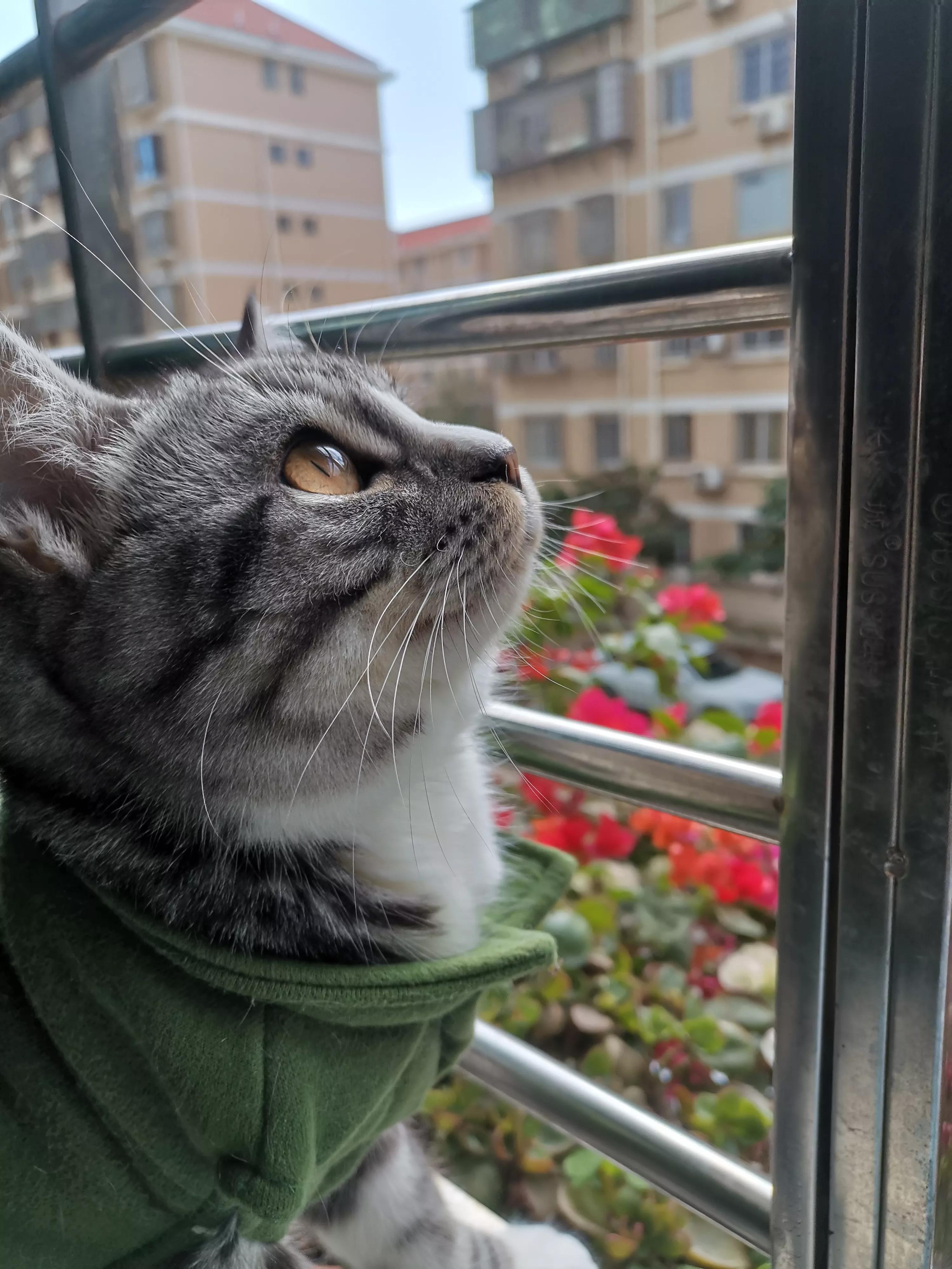 孤傲的美短豆包子猫猫，具有王者之心