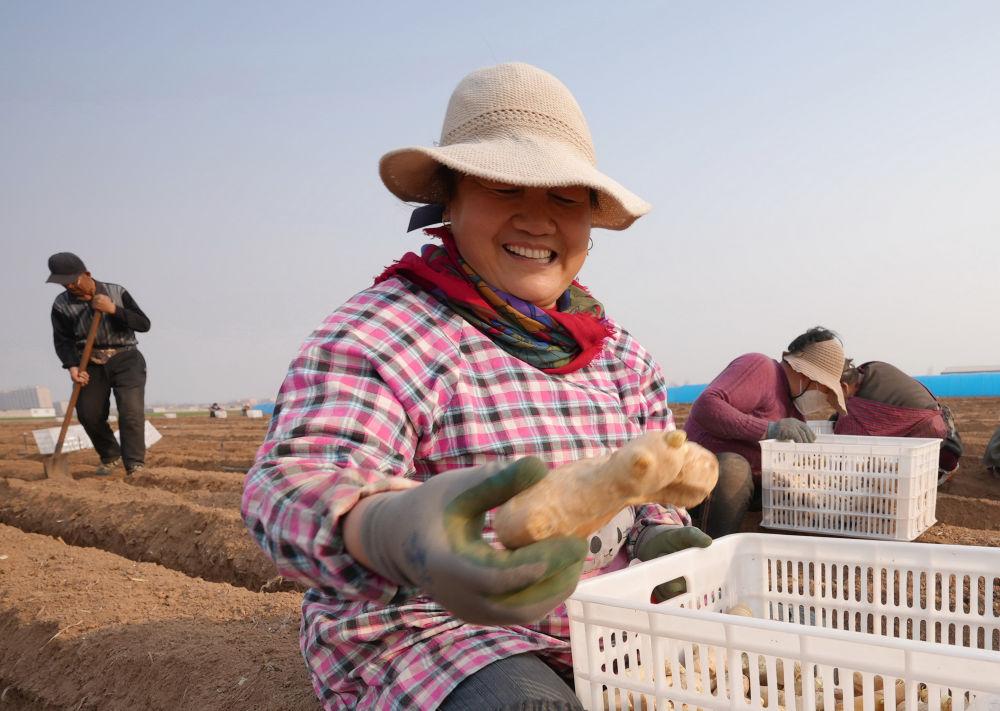 河北唐山冀东生姜之乡播种忙,唐山生姜大量供应