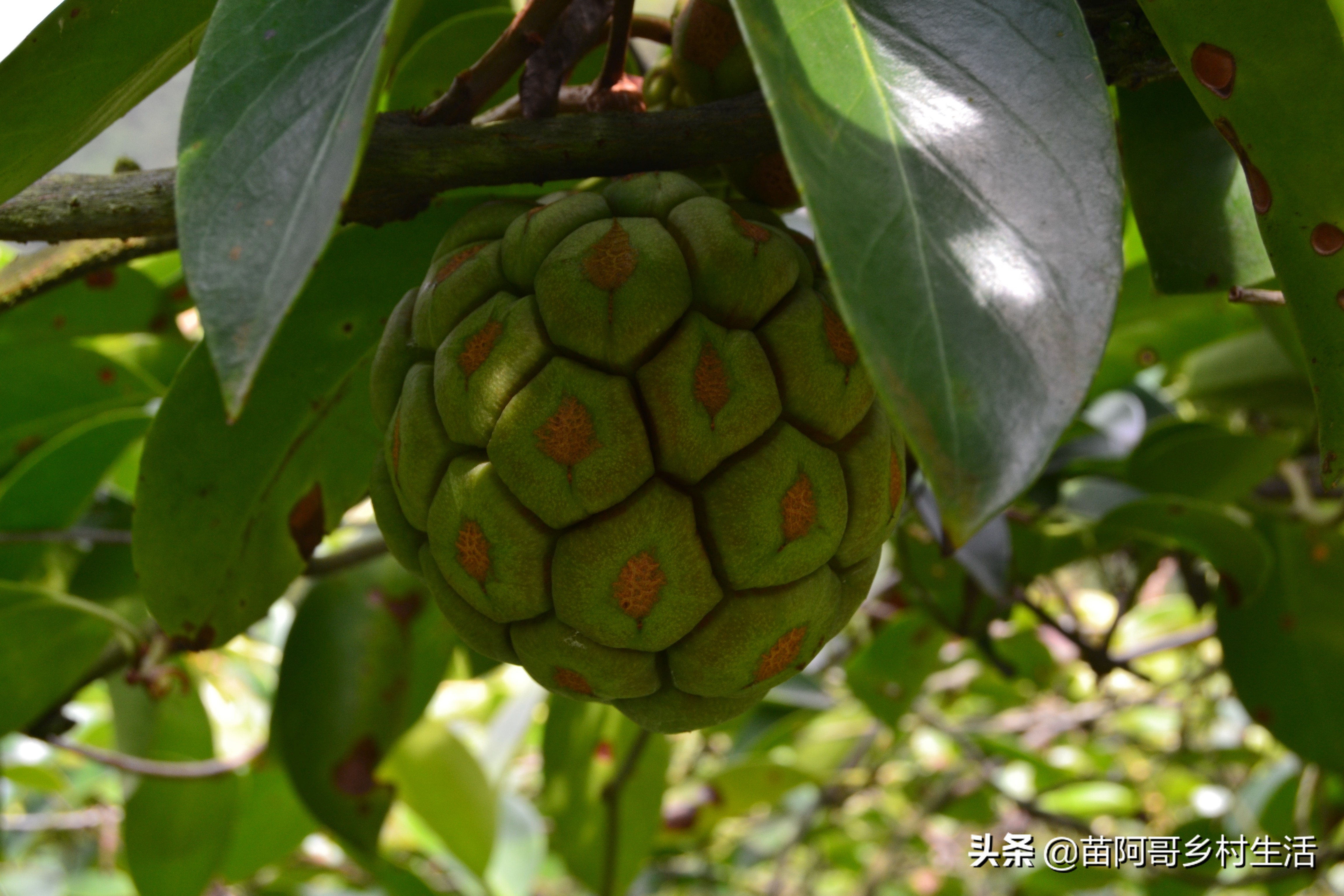 这种像葡萄一样的水果叫什么,长得像足球一样的水果