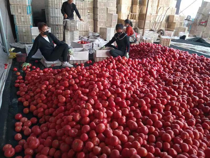 育苗基地规划建设,育苗基地建设计划书