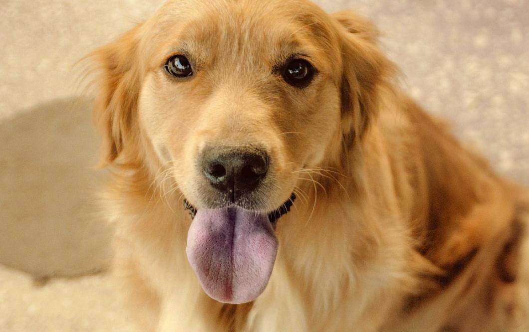 金毛体重多少为正常范围,金毛每个月体重多少正常