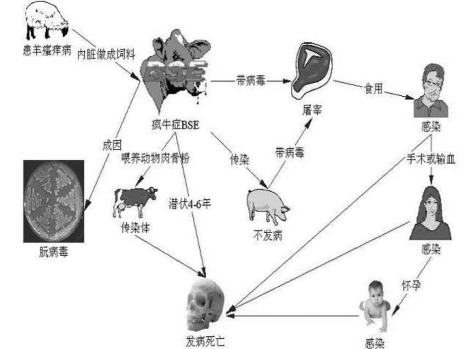 致死率100%！无药可救烹煮杀不死的朊病毒，感染后会有多恐怖？