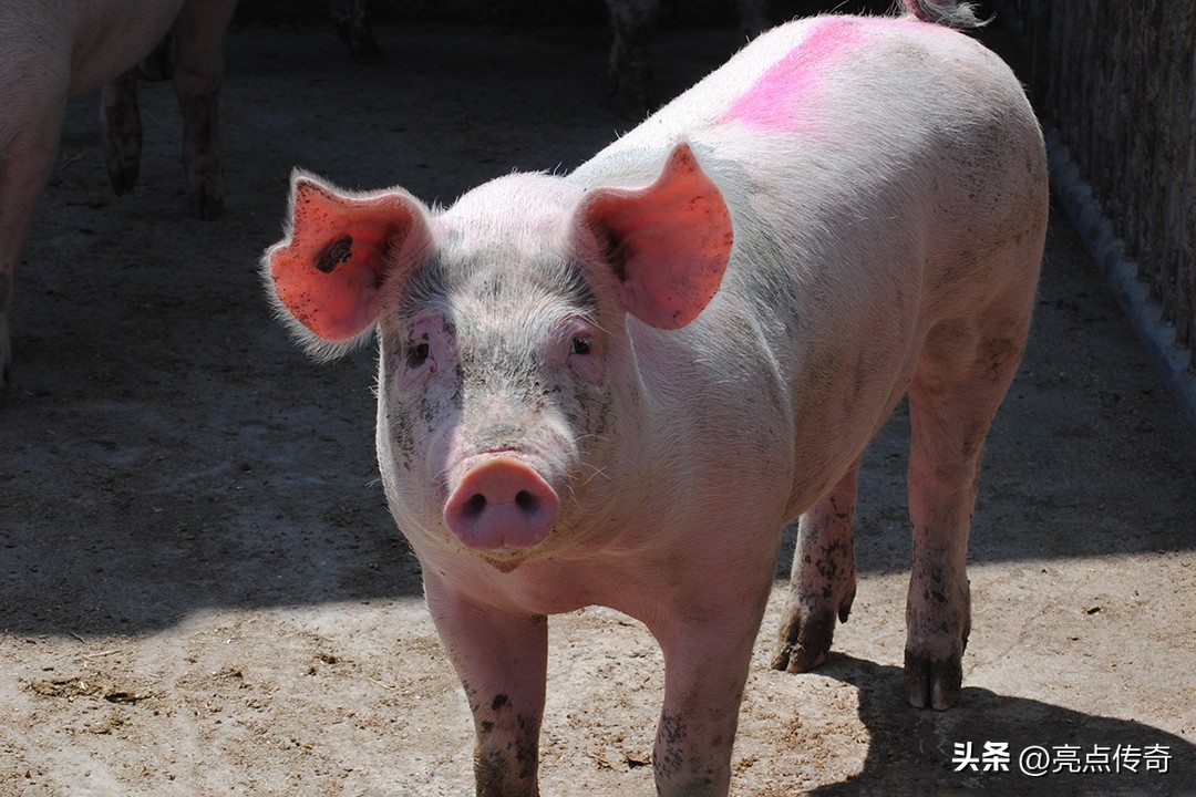 母猪产后注意哪些方面,母猪产后应该注意什么