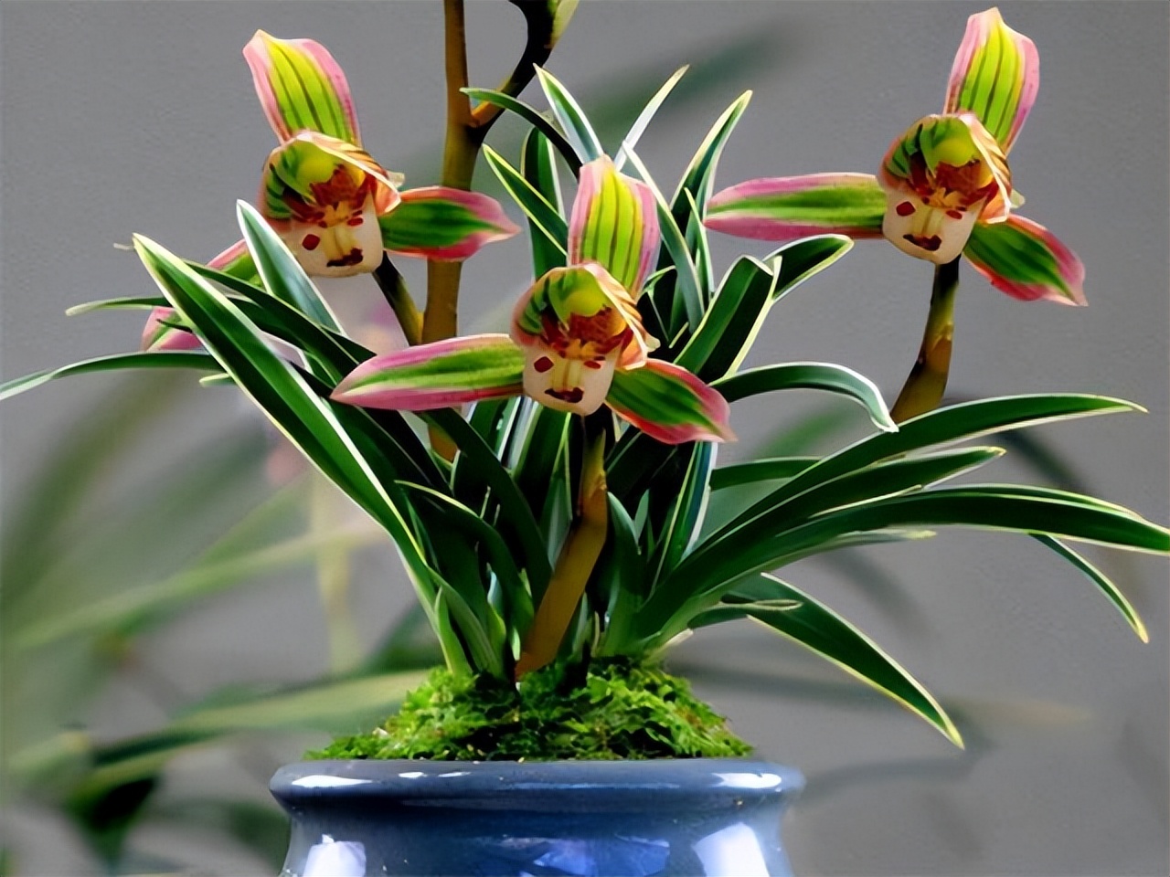 帝王妃金边矮种兰花是否四季常青,带金边的建兰品种兰花图片