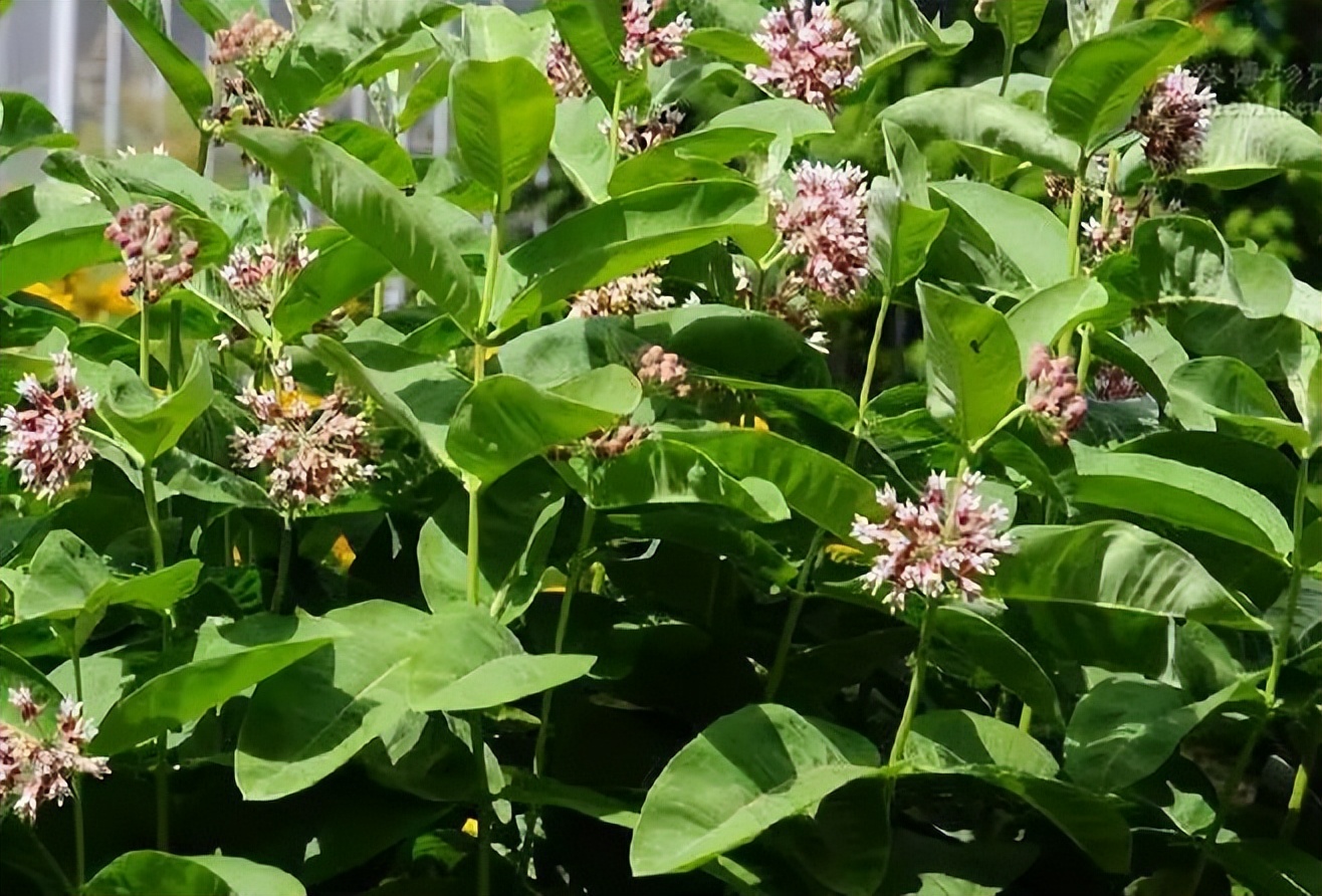 植物识别小口诀，总结的太全了！