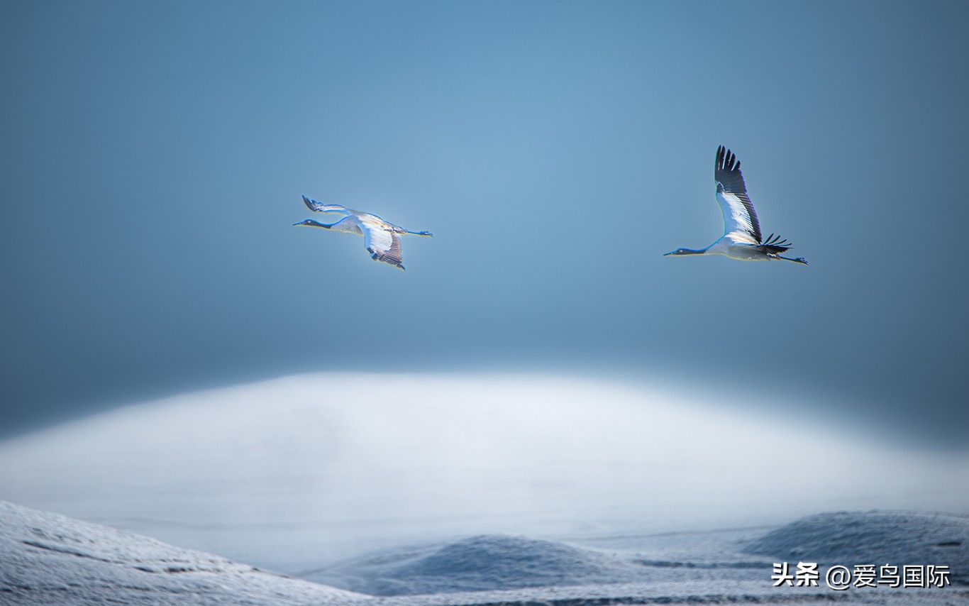 2024观鸟大年,观鸟大年介绍