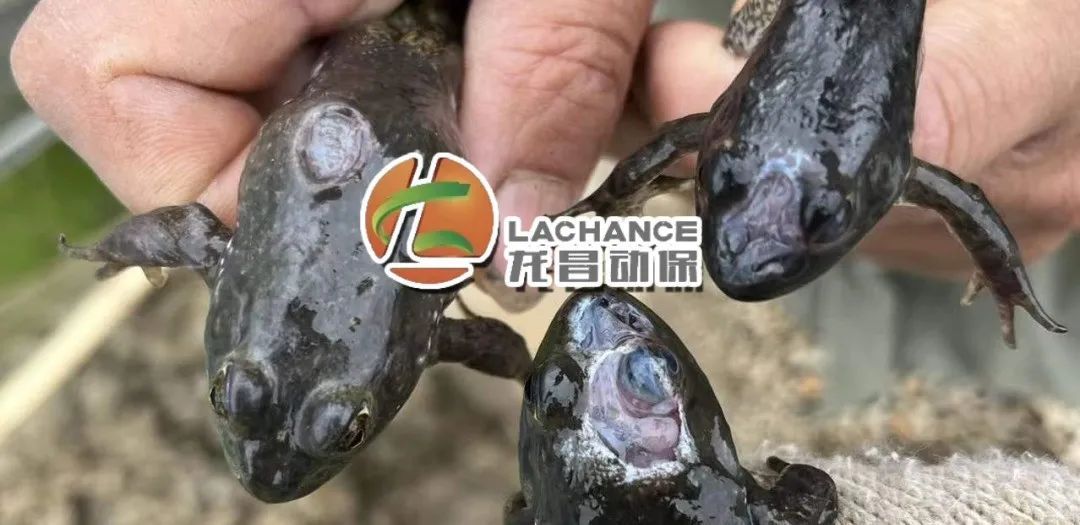 牛蛙烂皮是什么引起的,牛蛙烂头烂脚是什么原因