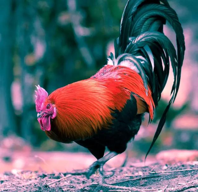 幼儿睡前故事爱美的小公鸡,小故事骄傲的大公鸡