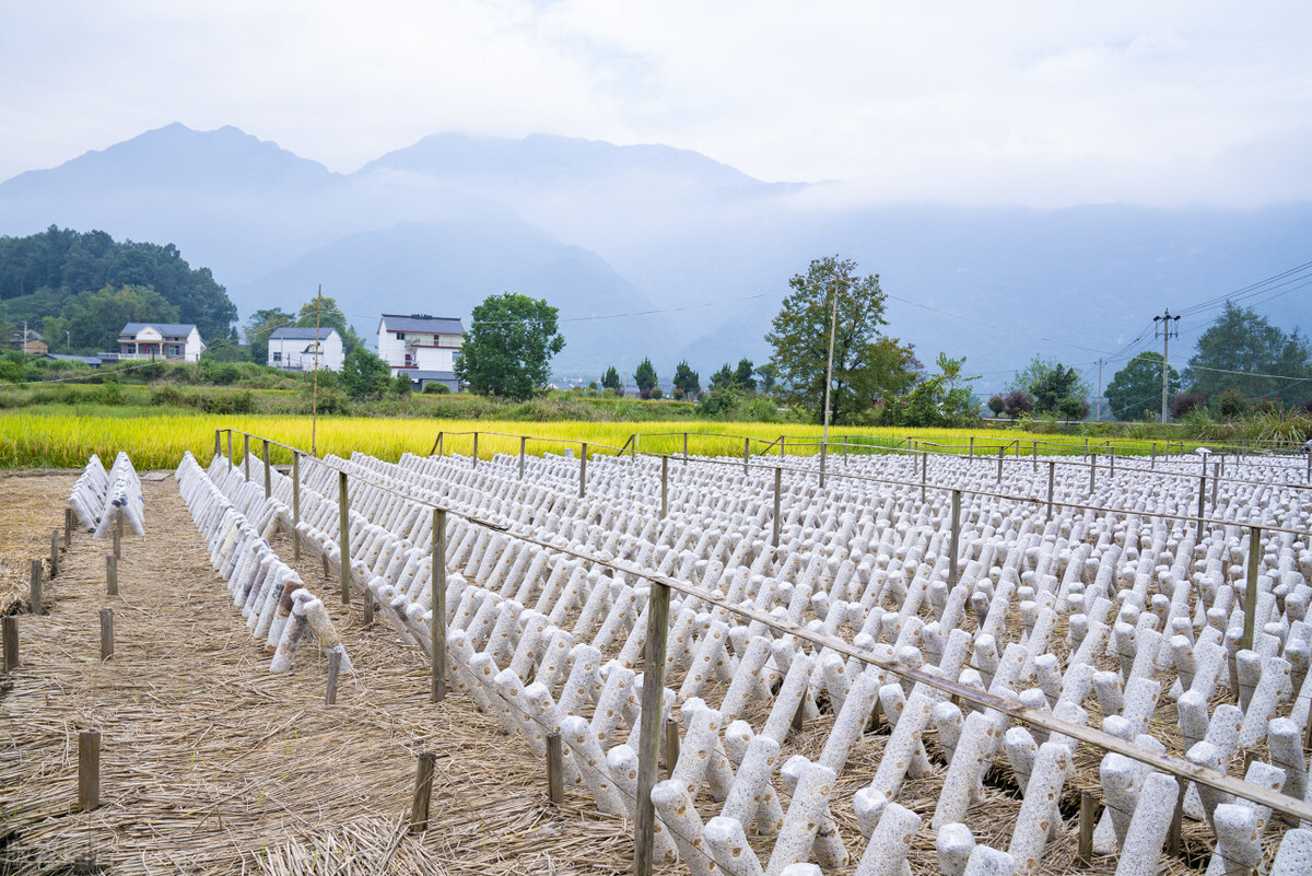 绿色农产品怎样发展,绿色农产品创业前景