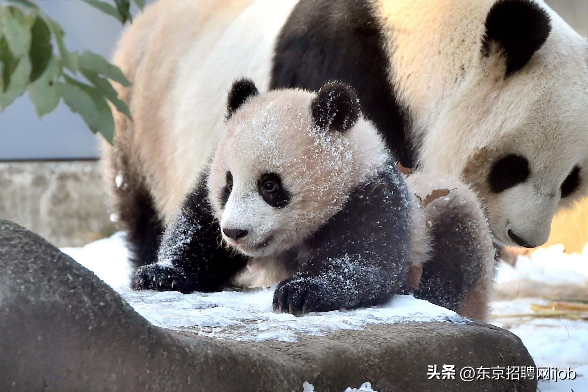 日本人有多舍不得中国大熊猫香香,旅日大熊猫香香推迟归国
