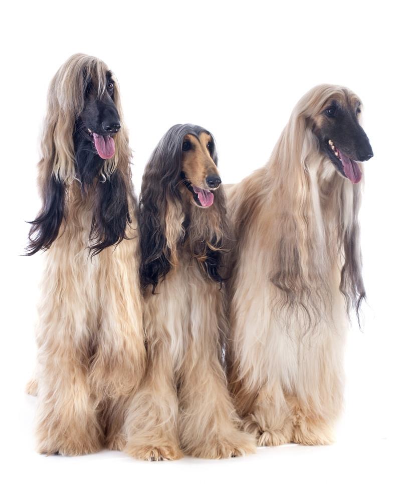 阿富汗犬很难驯服,阿富汗犬在中国可以养吗