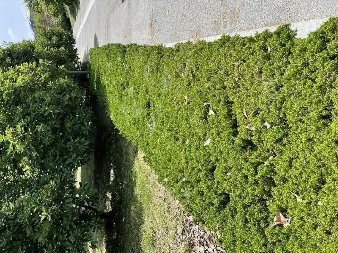 12月份园林绿化养护工作重点,元月份园林养护重点工作