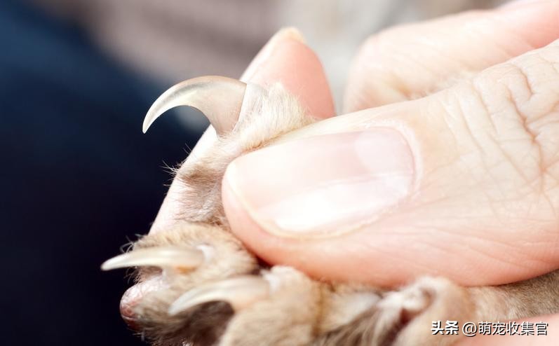 给猫咪剪指甲不小心剪残了怎么办,猫咪怎么剪指甲才不会剪到血线
