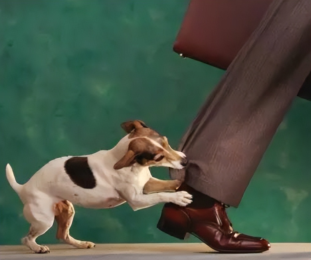 狗狗咬主人的裤腿拔腿就跑,狗狗咬主人裤脚拉着跑