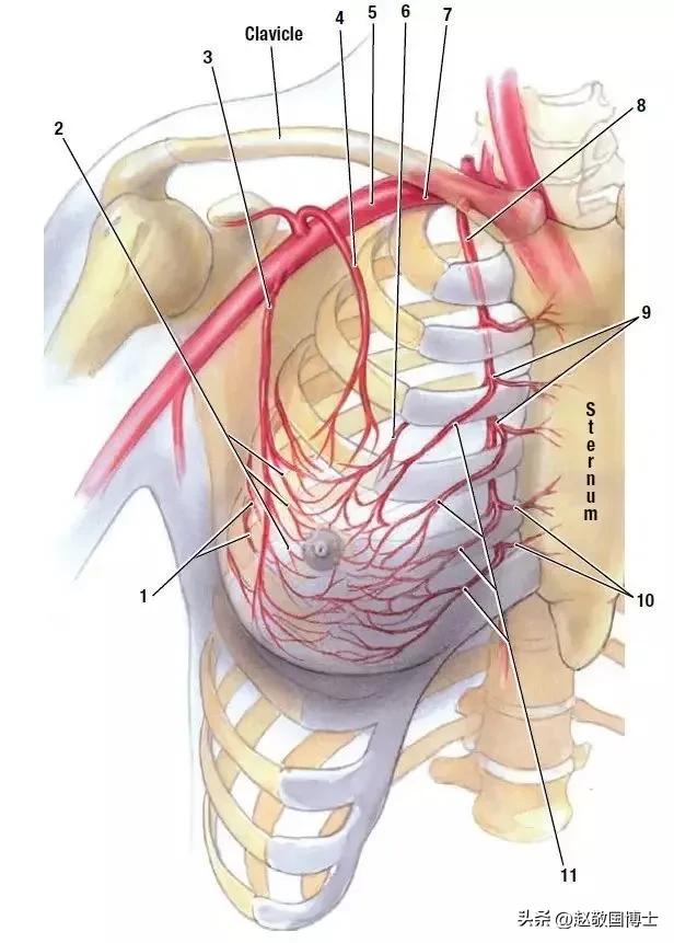 乳房缩小整形有什么危害吗,乳房缩小对哺乳有影响吗