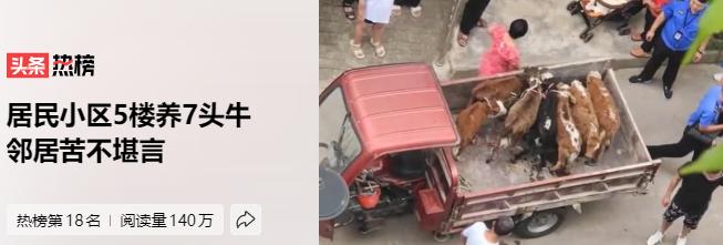 农村邻居养牛气味难闻找哪里解决,居民在阳台养牛被投诉