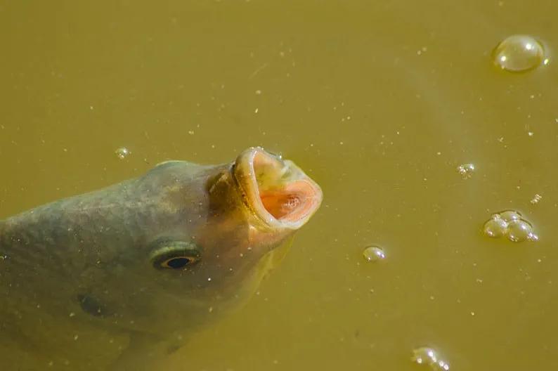 动物冷知识熊猫动画,动物冷知识黑暗