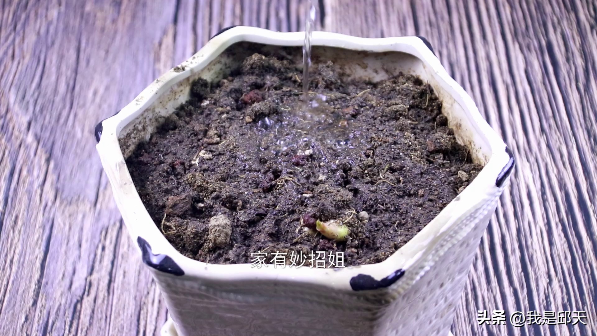 生姜怎么发芽成盆栽,生姜放水里多久能长成盆栽