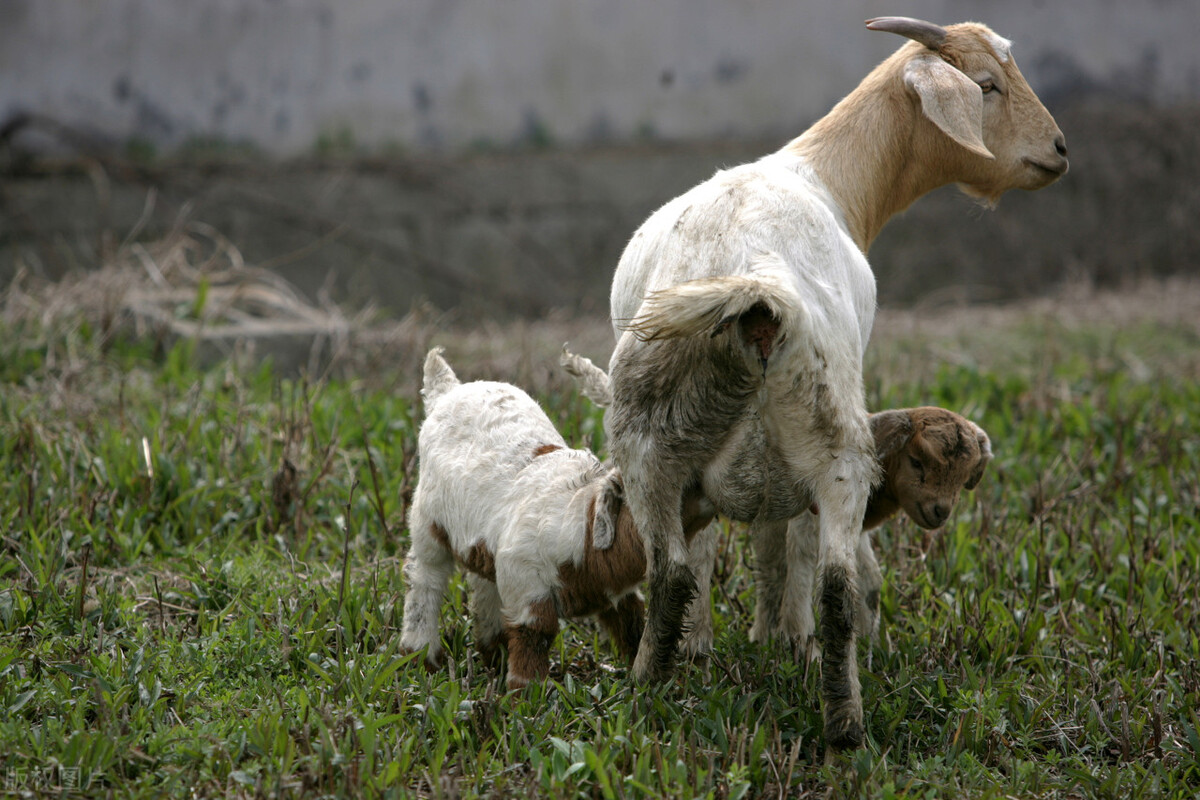 放养羊养殖方法图解大全,种草养羊技术要点
