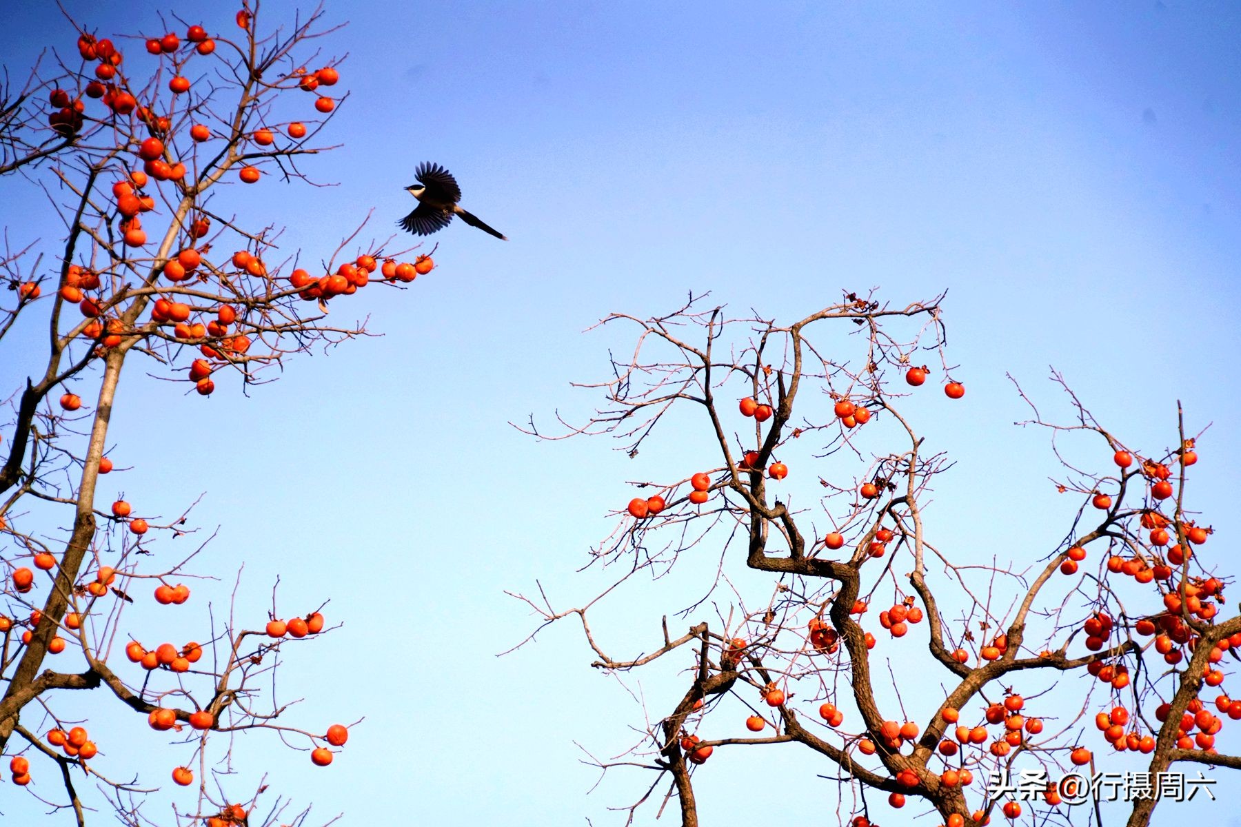 109岁老人长寿秘诀北京,采访108岁老人长寿方法
