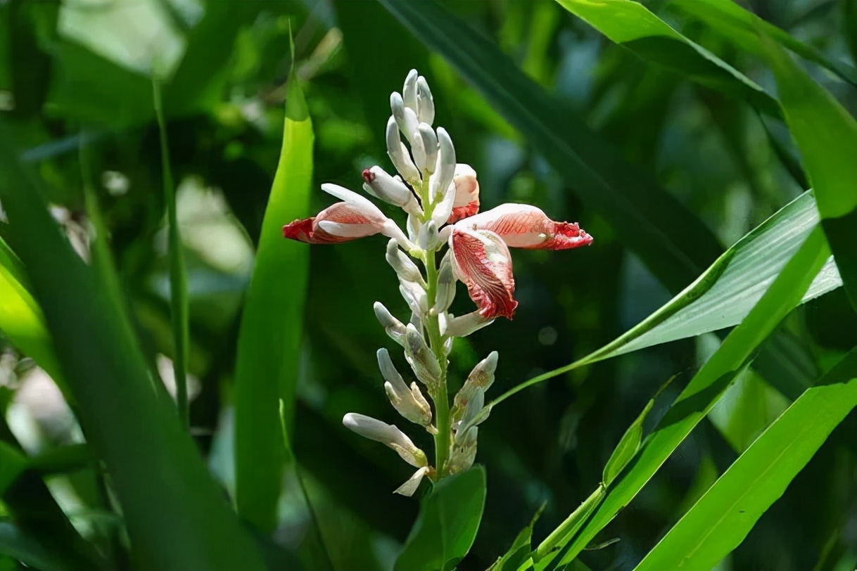 姜类香辛料都包含哪些种,12种必须了解的香料作用和用量