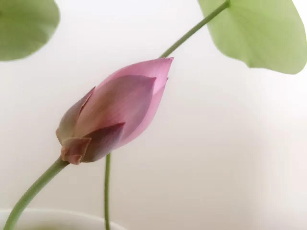 碗中种莲，年复一年花开花落到叶枯