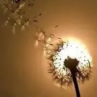 花无名分胜名花野陌荒坡艳似霞，莫笑卑微白头叟，心怀梦想走天涯