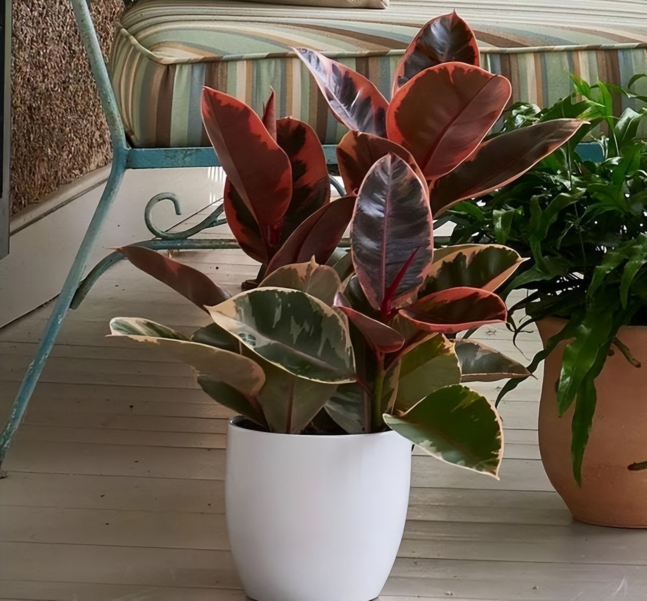 哪些室内花花期长又好养,室内养太多花好吗