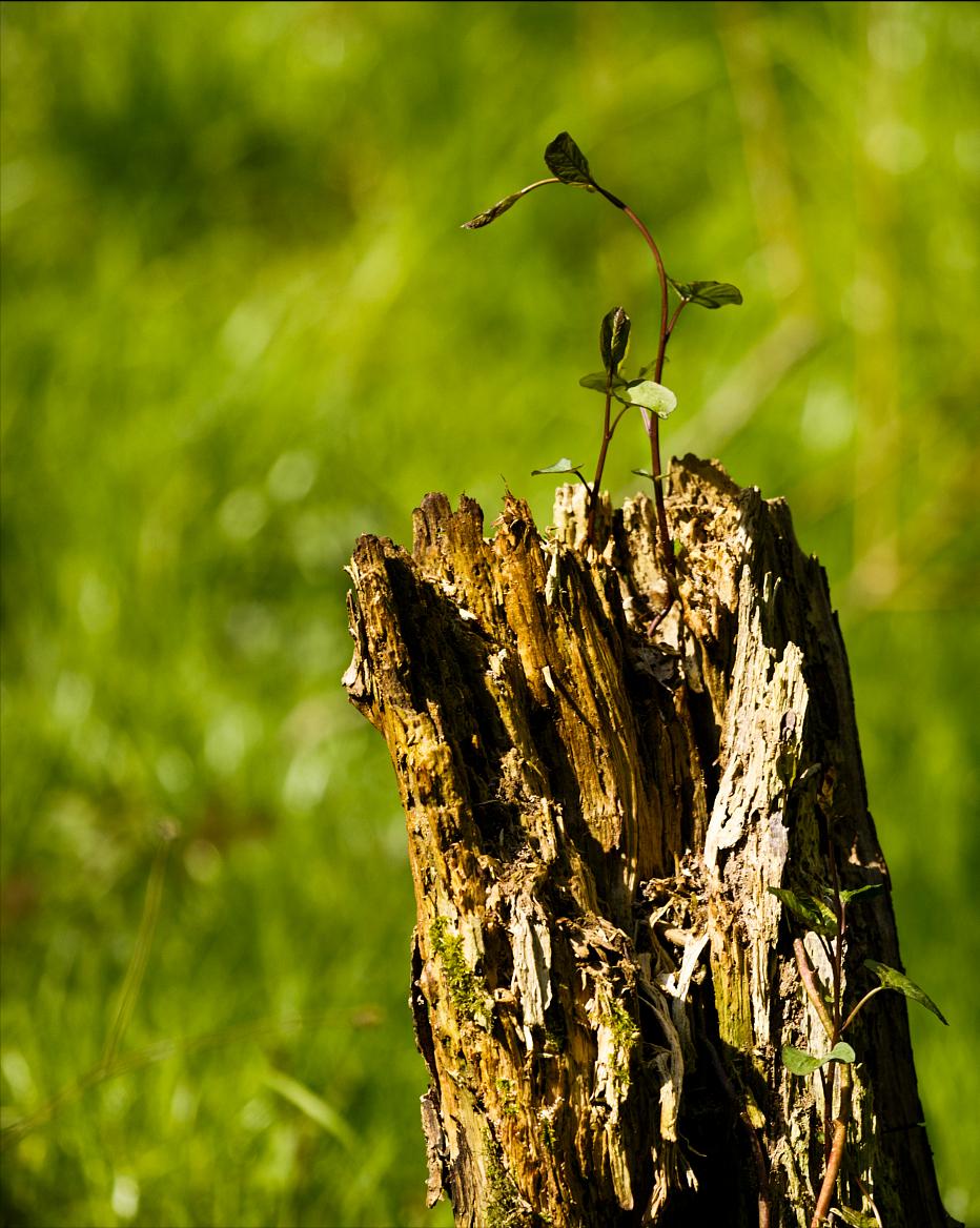 在古代苹果象征着什么,苹果象征爱情果