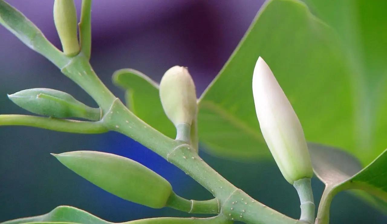 白兰花花期后的养护,白兰花5月份花开过后怎么养护