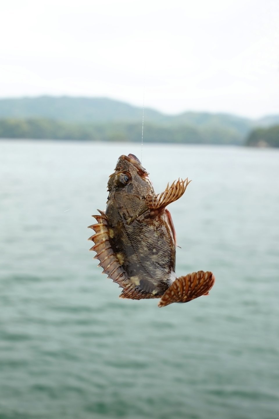 钓鱼技术普及篇,八年钓鱼总结分享给所有钓鱼新手