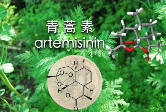 美国青蒿素16小时消灭癌细胞,青蒿素几乎对所有的癌症起作用