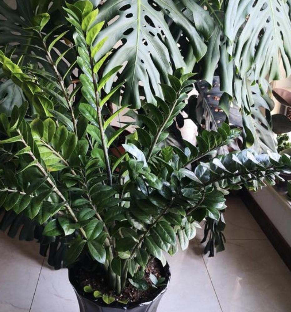 家里养哪种树比较好养,最适合家里养的5种树