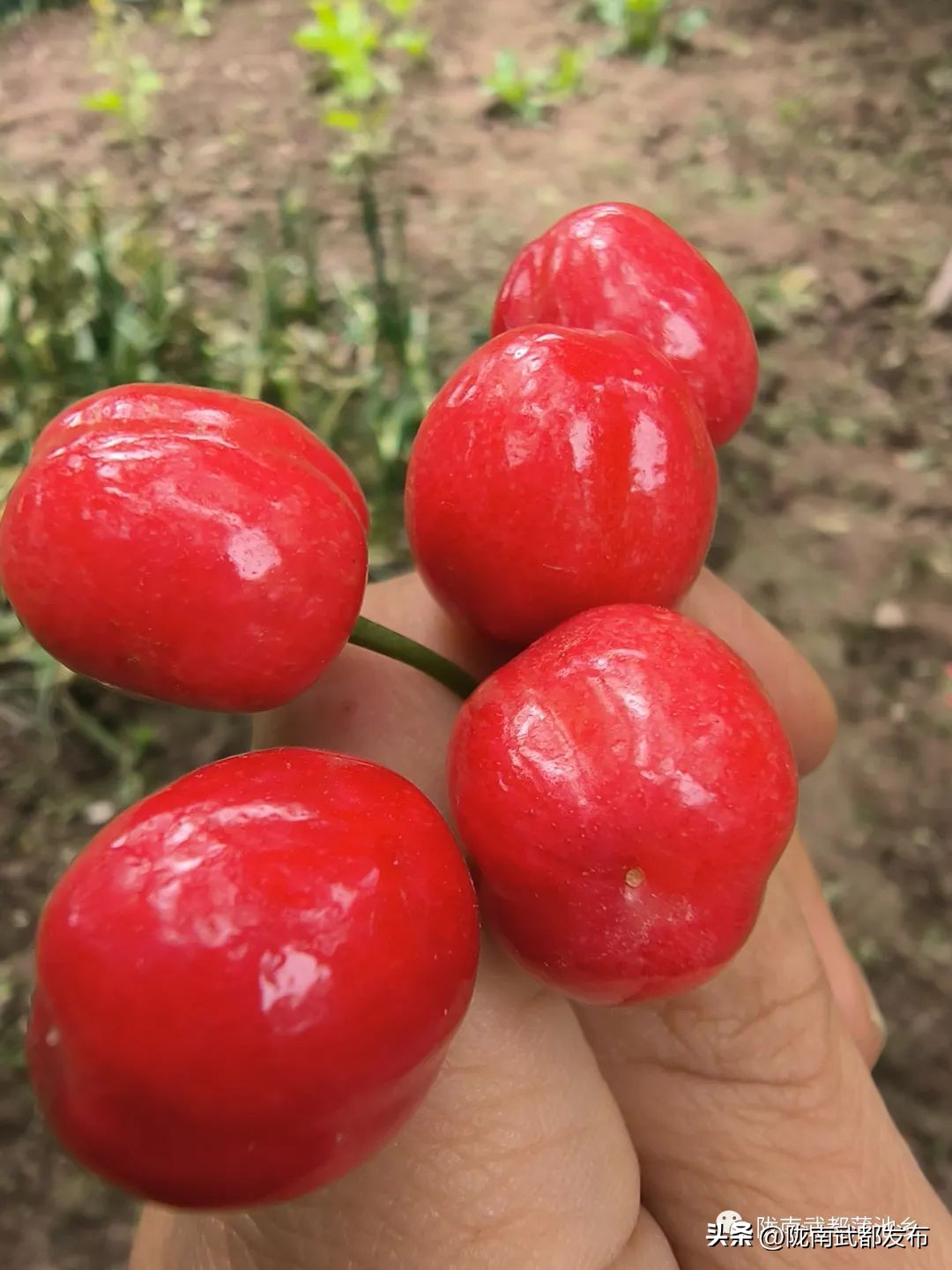 水磨镇车厘子采摘基地,朝阳镇采摘车厘子