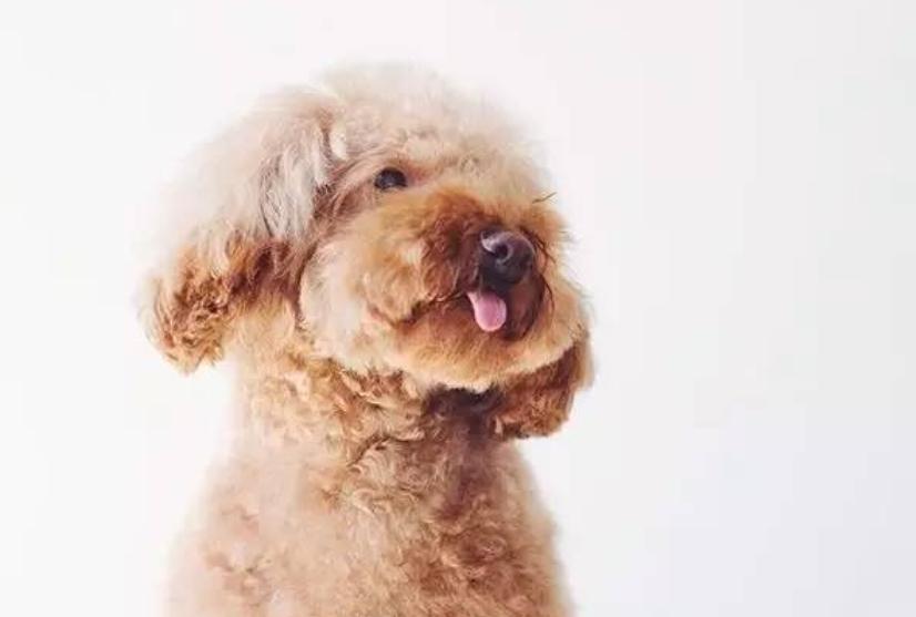 狗不吃饭怎么办还无精打采,狗不吃饭精神很好怎么办